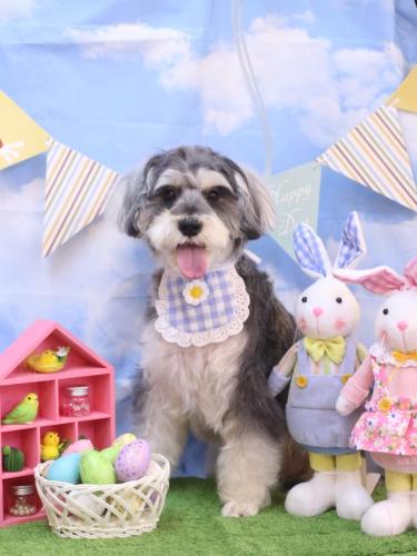 20240301パピコくん